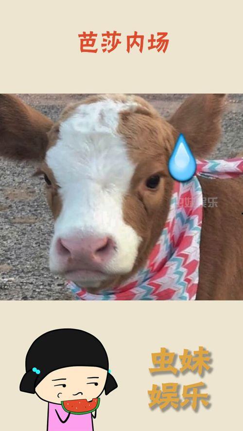 娱乐吃瓜酱兔子