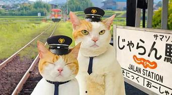 娱乐吃瓜君猫猫生日歌,萌宠欢唱，共庆猫界盛事