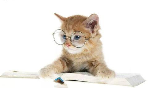 娱乐吃瓜君猫爷,揭秘娱乐圈那些不为人知的幕后故事