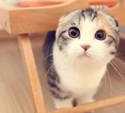 娱乐吃瓜君和折耳猫后续