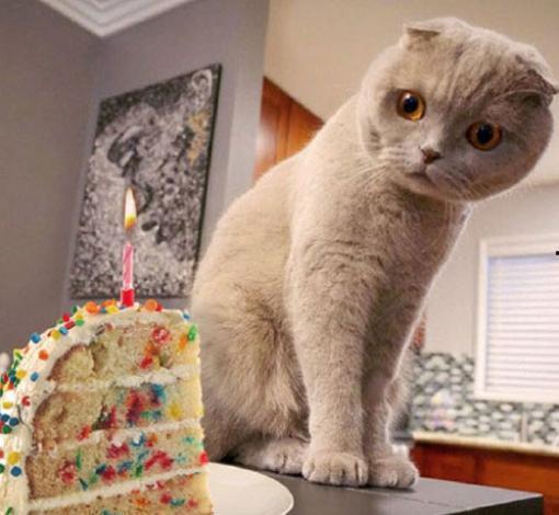 娱乐吃瓜君和折耳猫后续